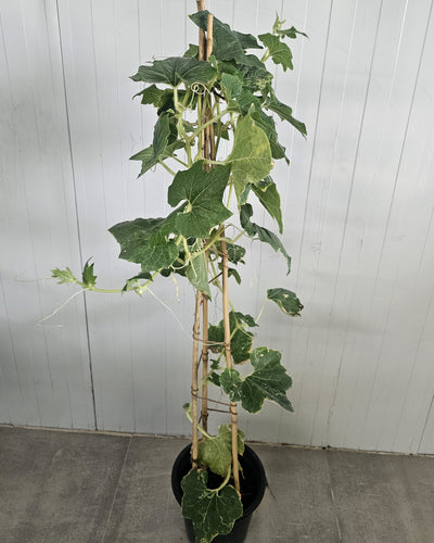 Ash Gourd