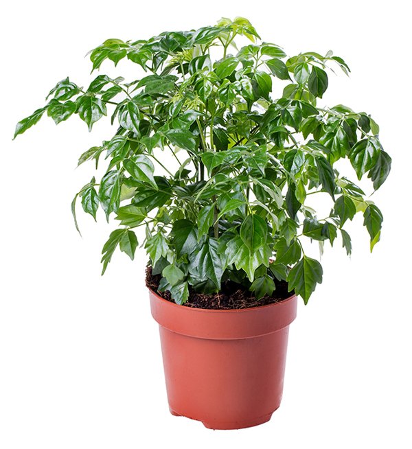 China Doll – Radermachera Sinica