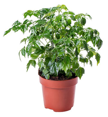 China Doll – Radermachera Sinica