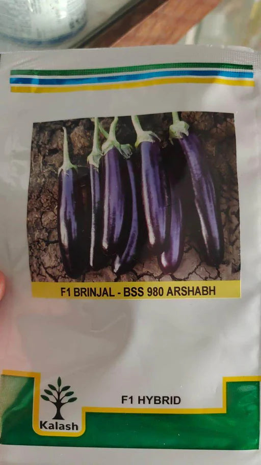 Long Black Eggplant Agrimax Seeds
