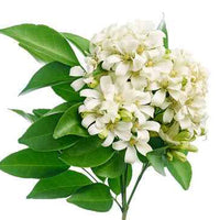 Murraya Plant