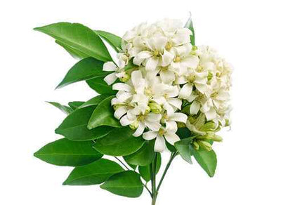 Murraya