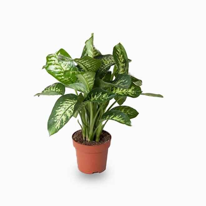 Dieffenbachia Maroba (Dumb Cane)