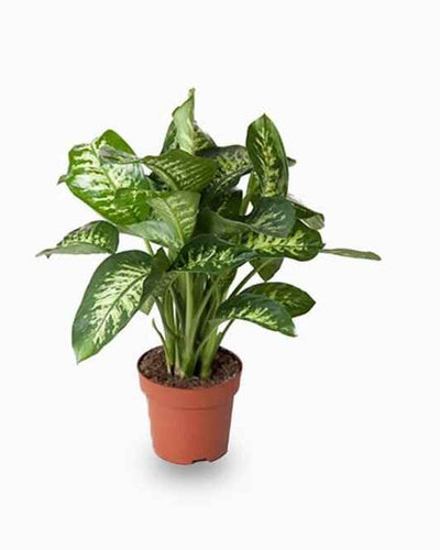 Dieffenbachia Maroba (Dumb Cane)
