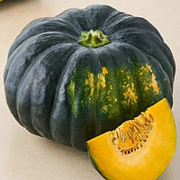 Pumpkin Plant