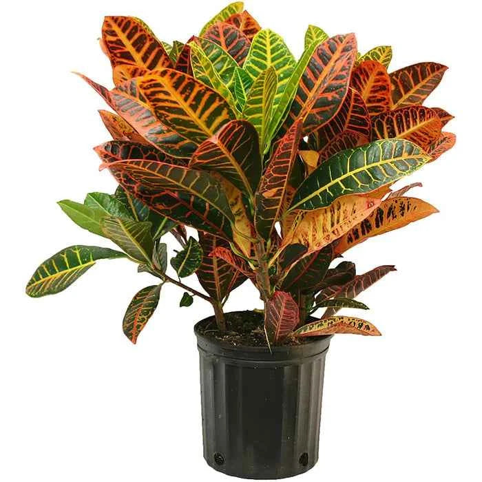 Croton (Codiaeum Variegatum)