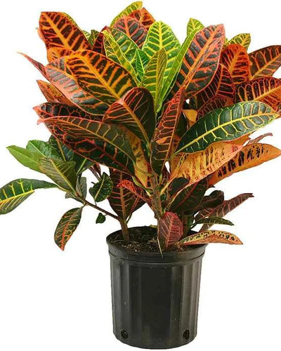 Croton (Codiaeum Variegatum)