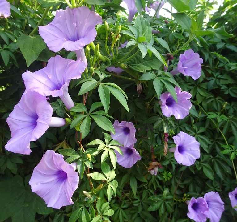 Morning Glory (Ipomoea Cairica)