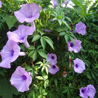 Morning Glory Ipomoea Cairica