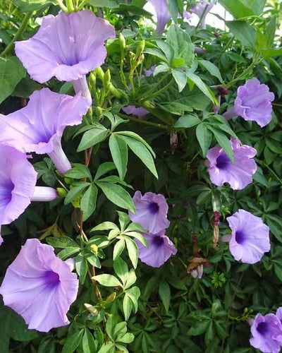 Morning Glory (Ipomoea Cairica)