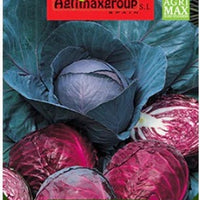 Red-Cabbage F1 Premium Quality Seeds