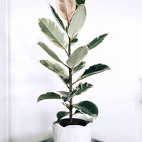 Ficus Elastica Variegated