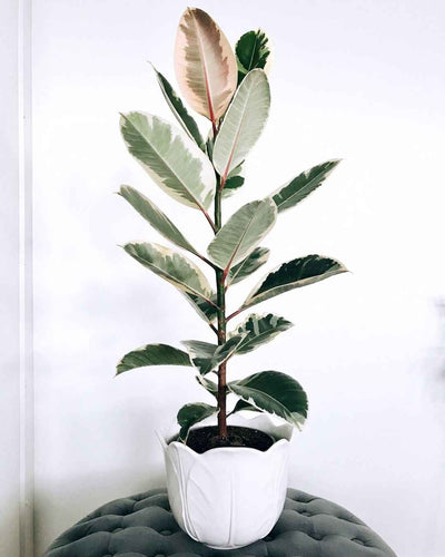 Ficus Elastica Variegated