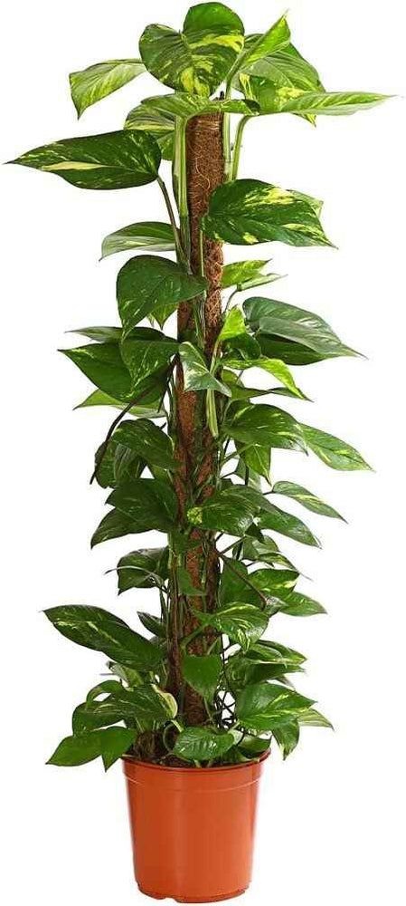 Money Plant (Holland)