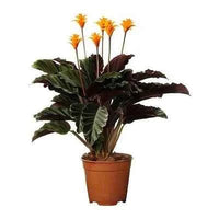 Calathea Crocata
