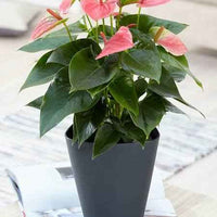 Anthurium Pink