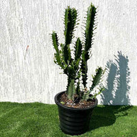 Candelabra Cactus Plant