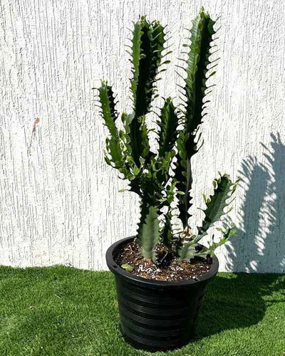 Candelabra Cactus