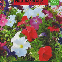 Petunia Ibrida Nana in Mix