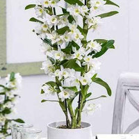 Dendrobium Nobile Starclass Orchid
