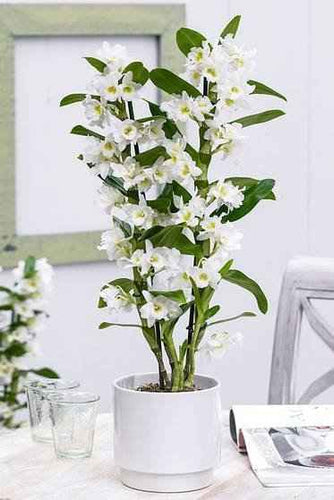 Dendrobium Nobile Starclass
