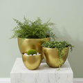 GOLDEN APPLE POT