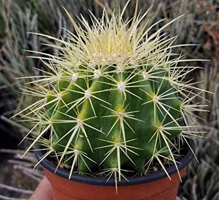 Barrel (Ball Cactus)
