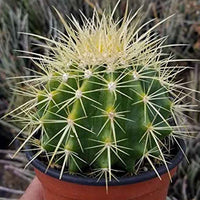 Barrel Ball Cactus