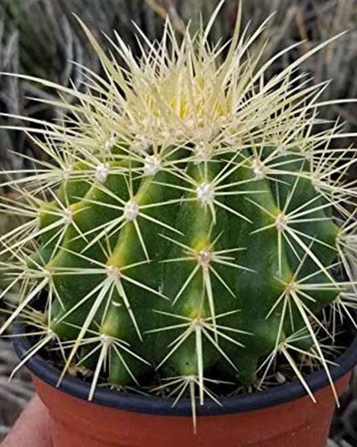 Barrel (Ball Cactus)