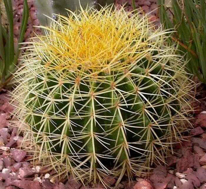 Barrel (Ball Cactus)