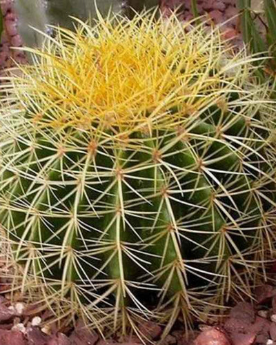 Barrel Ball Cactus