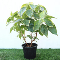 Acalypha Copperleaf Green