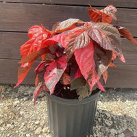 Acalypha – Copperleaf