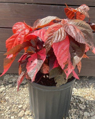 Acalypha – Copperleaf