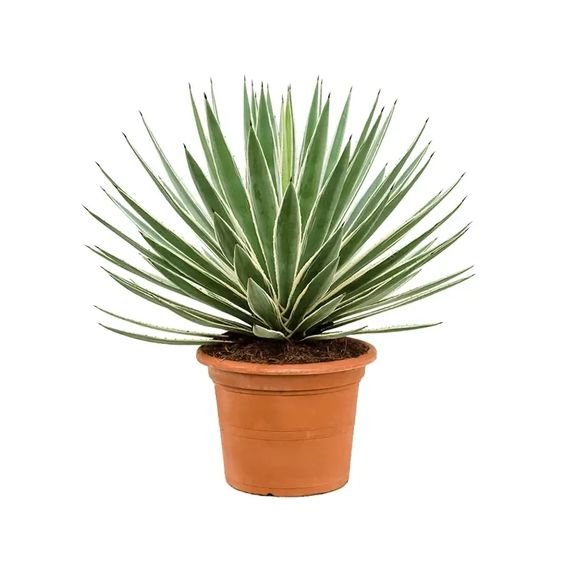 Variegated Caribbean Agave