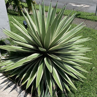 Variegated Caribbean Agave