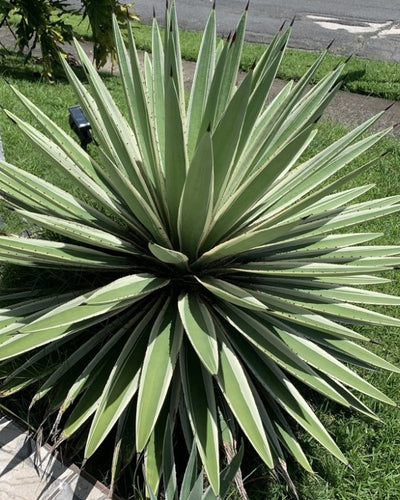 Variegated Caribbean Agave