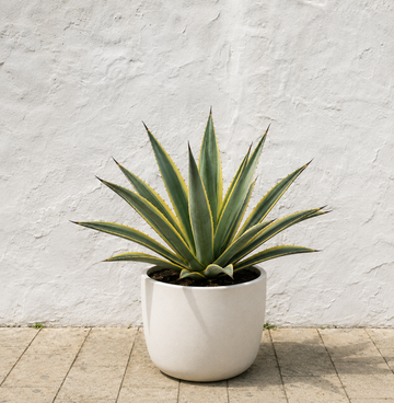 Agave Americana Marginata