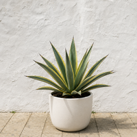 Agave Americana Marginata