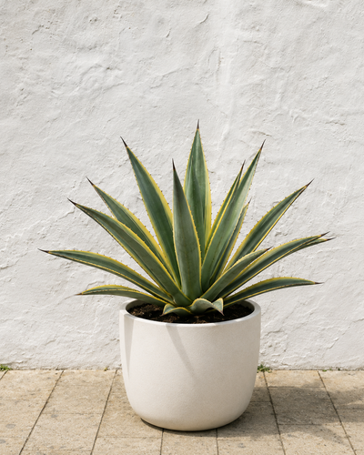 Agave Americana Marginata