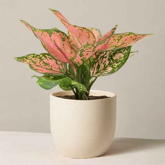 Aglaonema (Chinese Evergreen)
