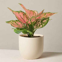 Aglaonema Pink Star