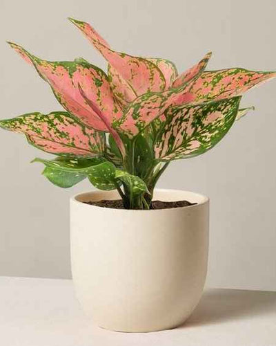 Aglaonema Chinese Evergreen pink green leaves indoor plant Dubai UAE Souq Garden