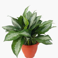Aglaonema Pattaya Beauty