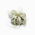 Tillandsia Xerografica
