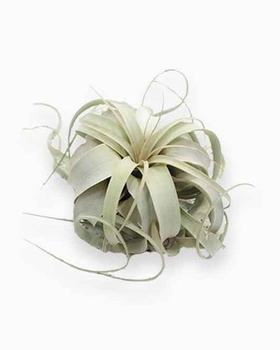 Tillandsia Xerografica