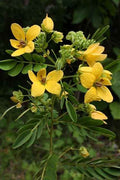 Alexandrian Senna – Ornamental