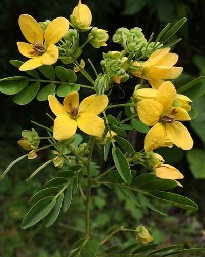 Alexandrian Senna – Ornamental