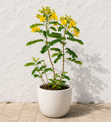Alexandrian Senna Ornamental - Souq Garden