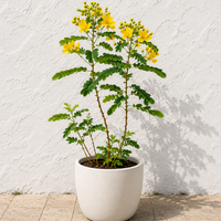 Alexandrian Senna – Ornamental